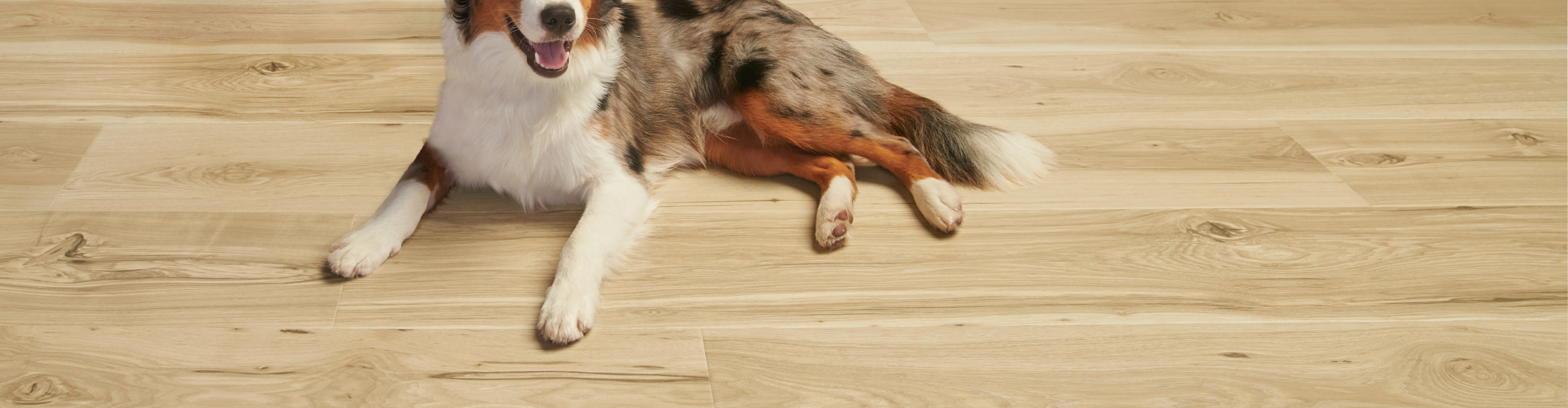 Laminate Flooring with Dog Laying Down